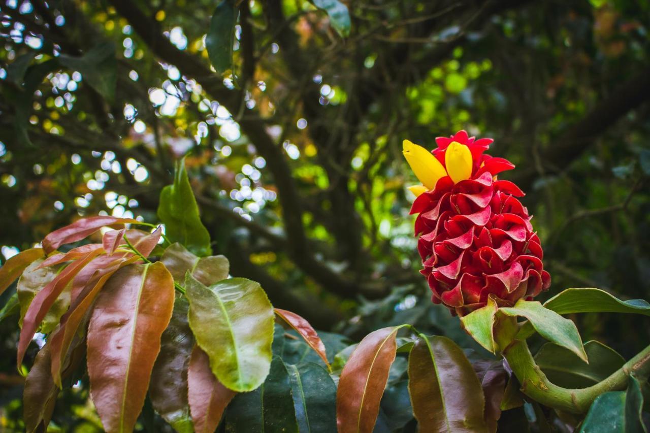Pousada Alem Do Jardim プライア・ド・ローザ エクステリア 写真